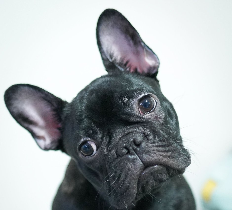 Close-up of a black French bulldog looking up